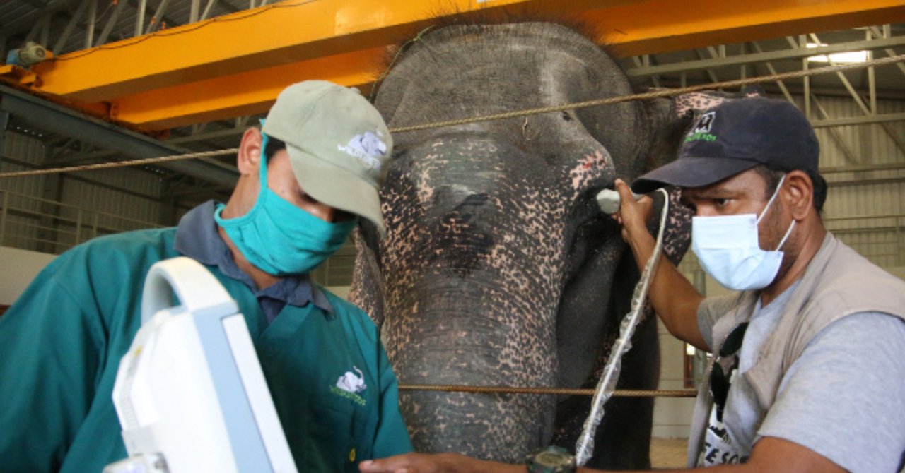 Inside India’s First Elephant Hospital, Where Rescued Elephants Receive Dignified Medical Care