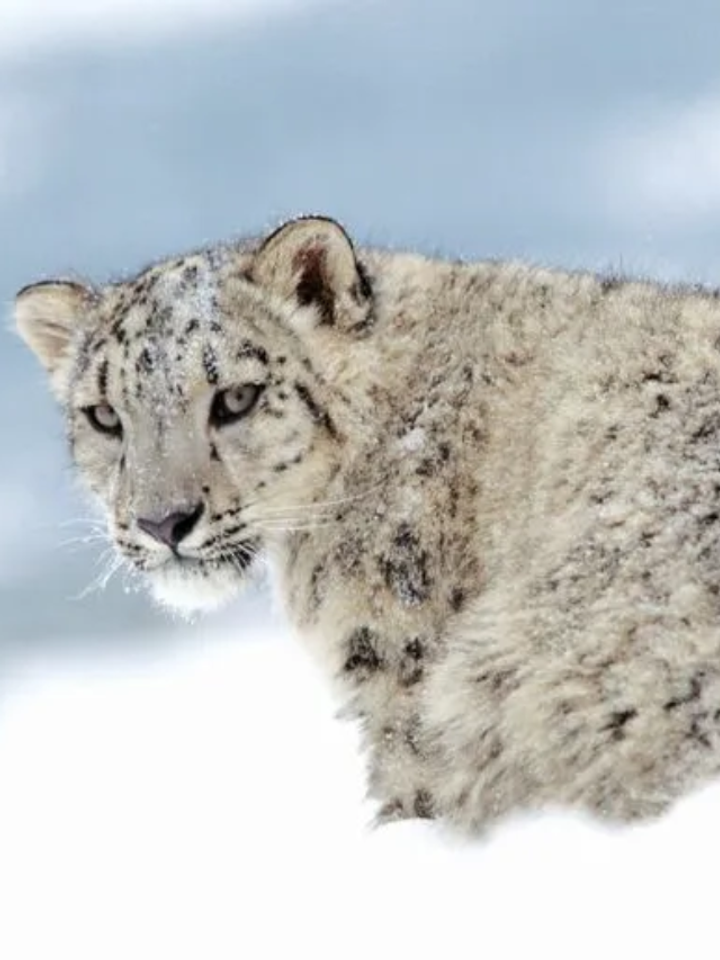 2026 Bucket List: Best Winter Wildlife Escapes in North India