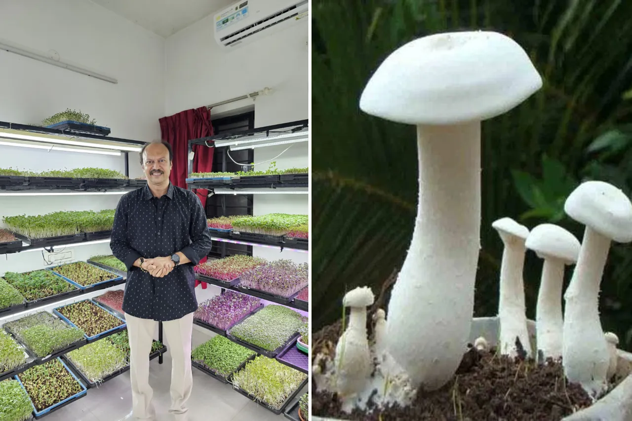 Banker Farmer and Milky Mushroom
