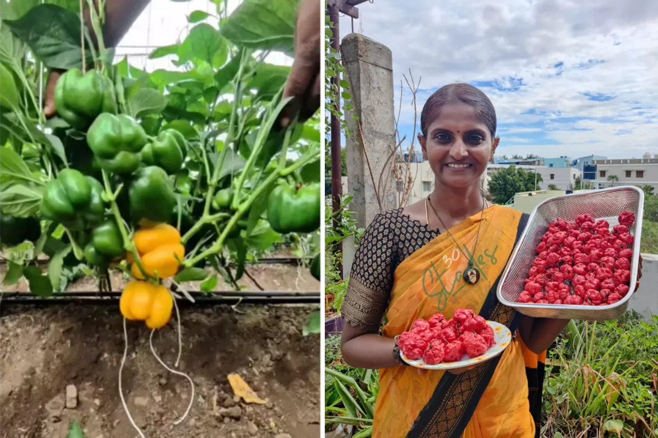 Capsicum Millionaire and Seed Saver
