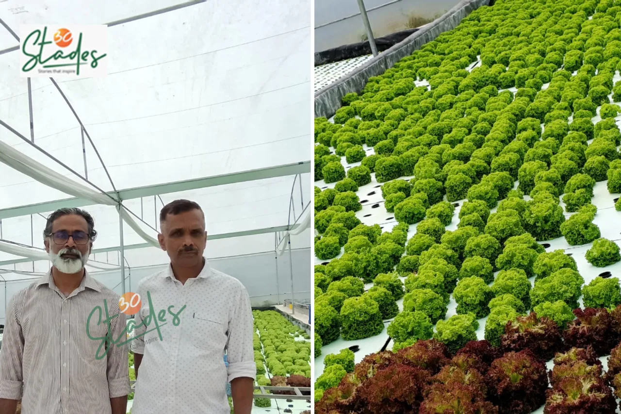 lettuce-hydroponic-kerala-founders-lead-30stades