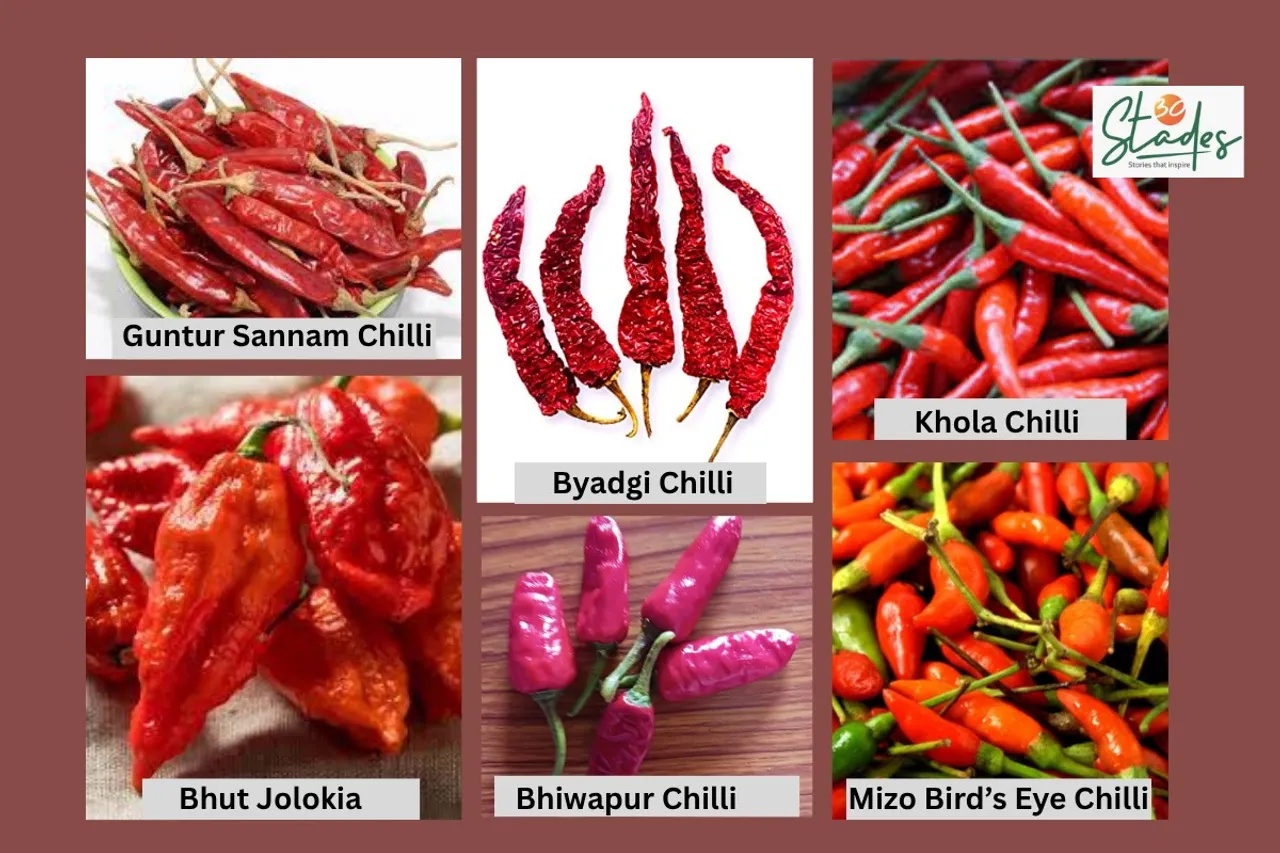 Six-GI-tagged-chilli-varieties-30staders