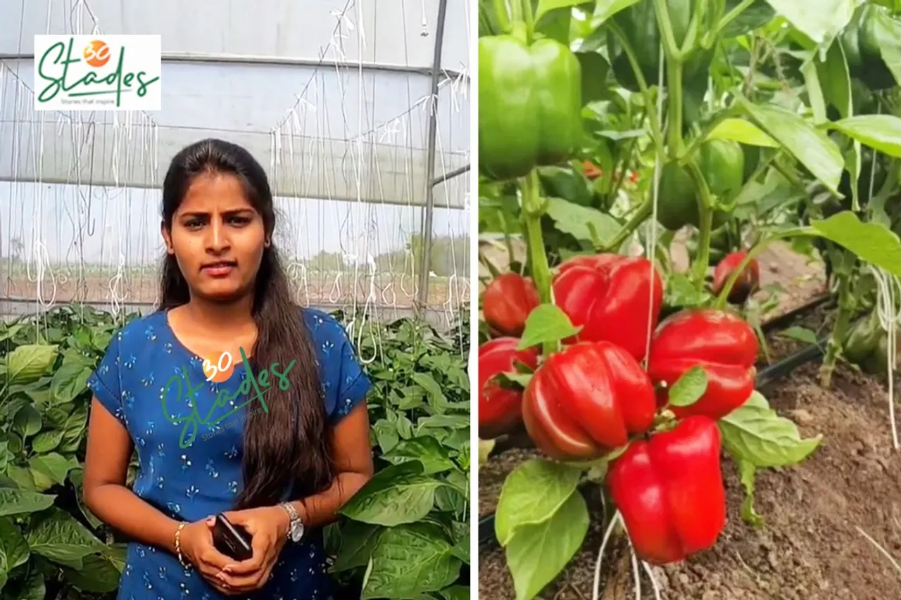 pranita-vaman-polyhouse-capsicum-lead-30stades