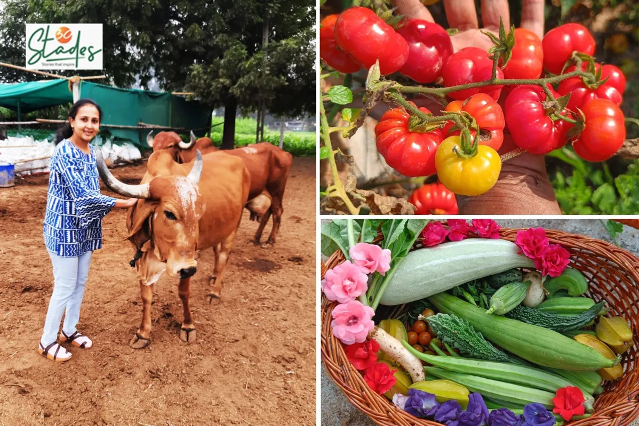 engineers-dairy-650-seeds-newsletter-aug24-30stades