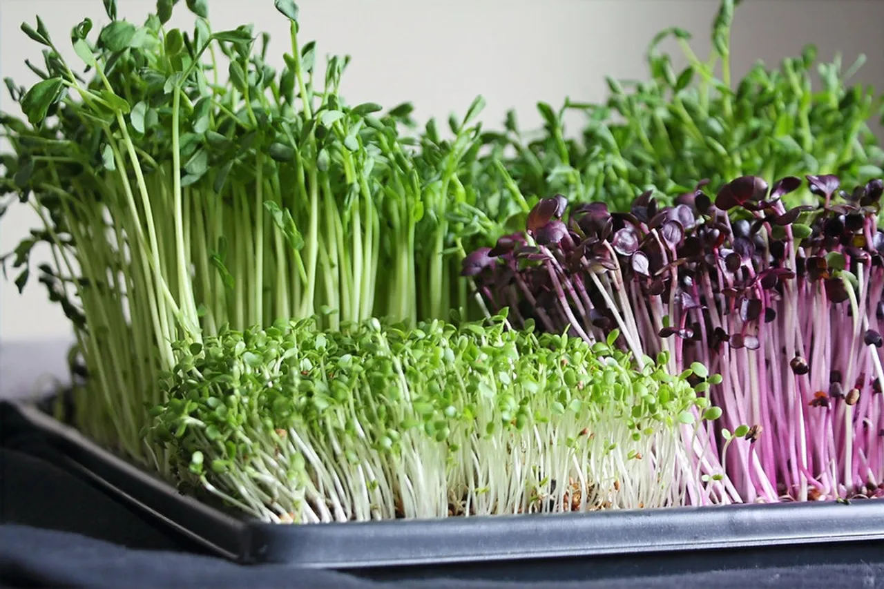 microgreens-indoor-farming-30stades