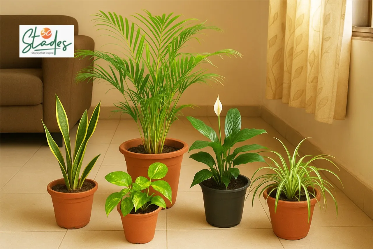 five-indoor-plants-lead-air-purifiers-30stades