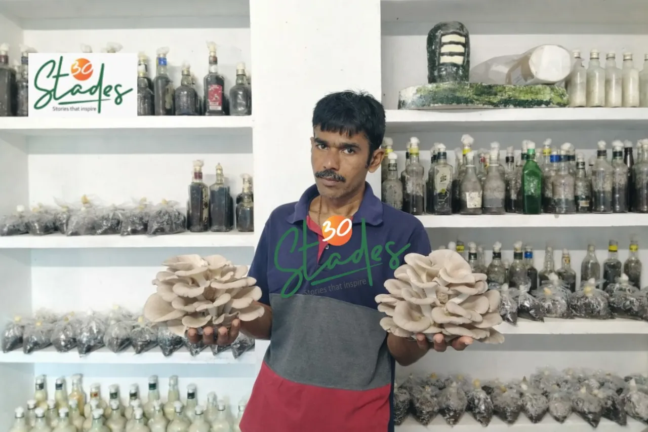 manas-mushrooms-oyster-paddy-lead-30stades