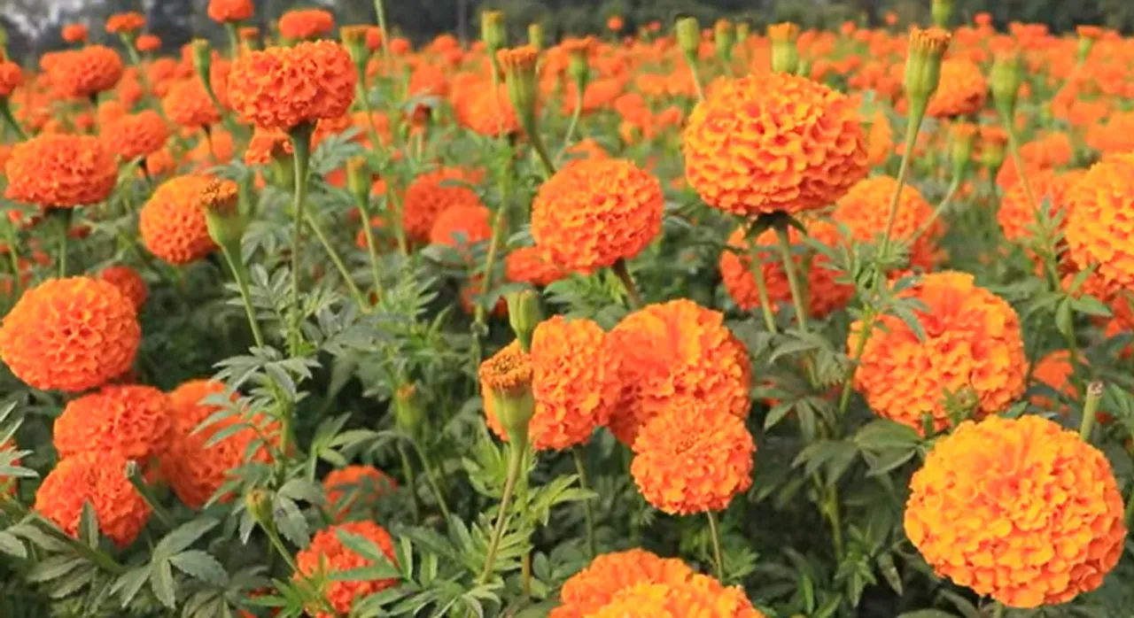 Marigold millionaire and organic seed saver