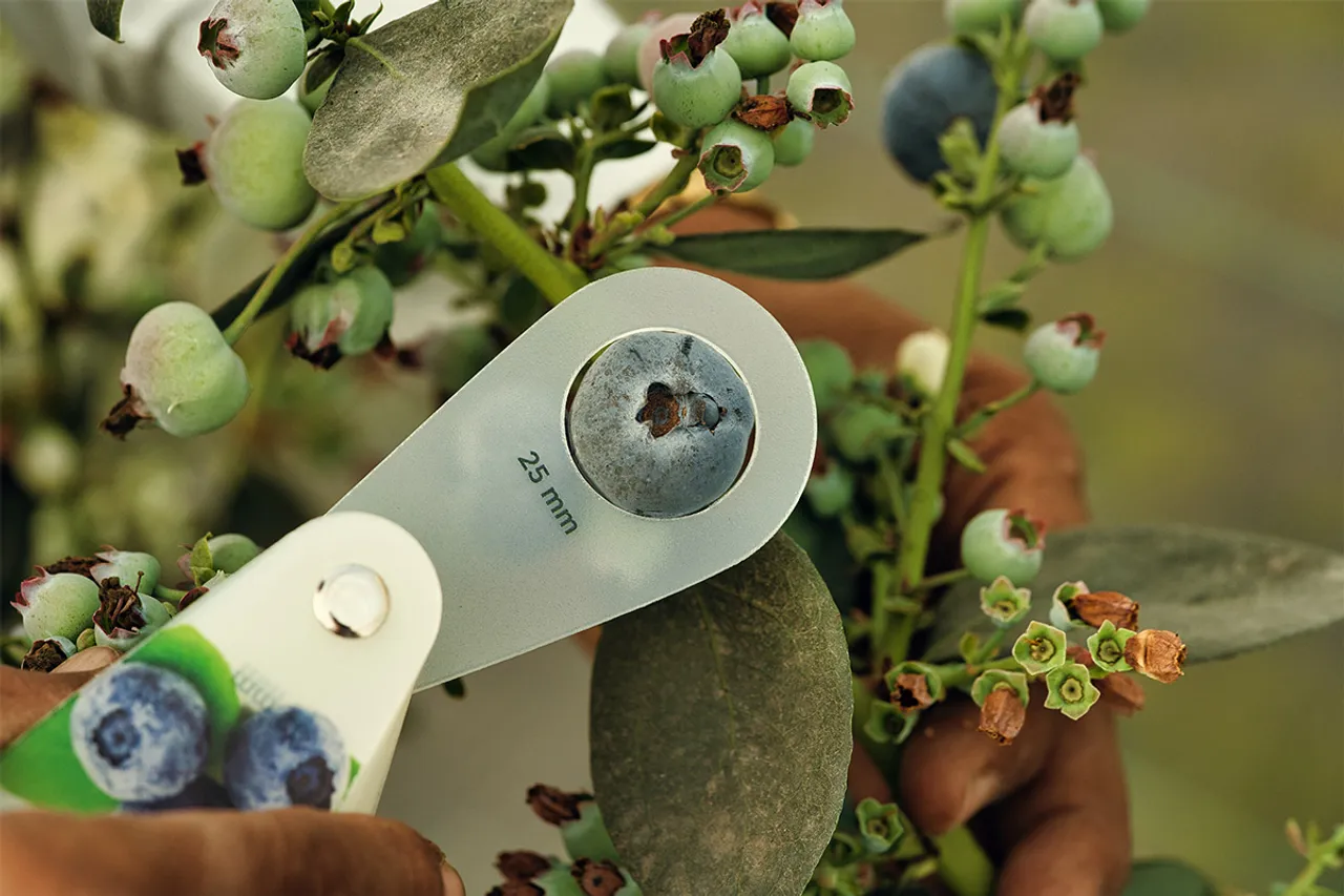 Harvesting luxury and blueberries