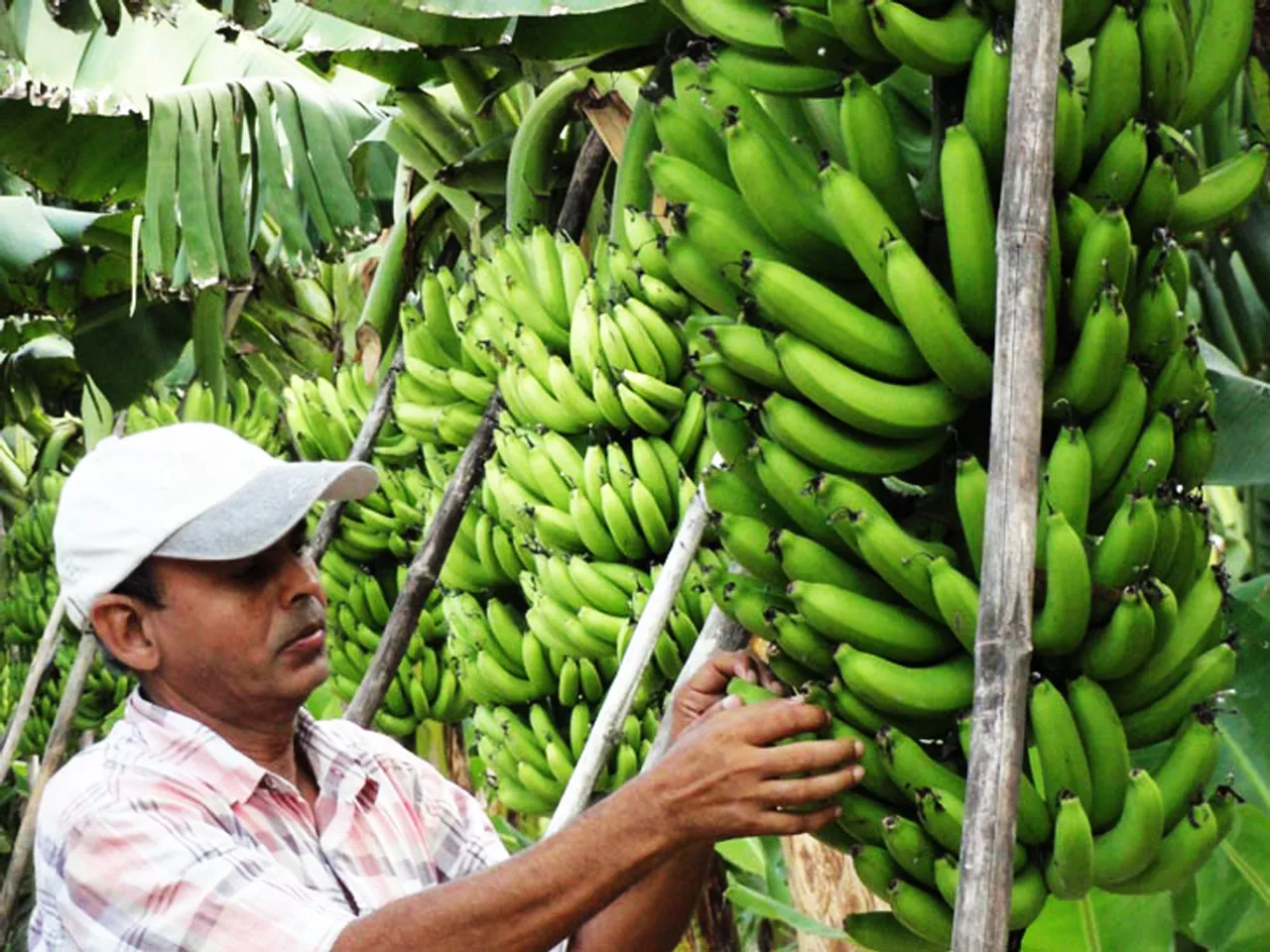 Ram Saran Verma at his farm in Daulatpur village, Uttar Pradesh