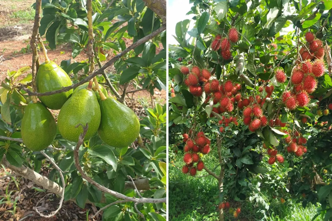 Rambutan and Bhedaghat