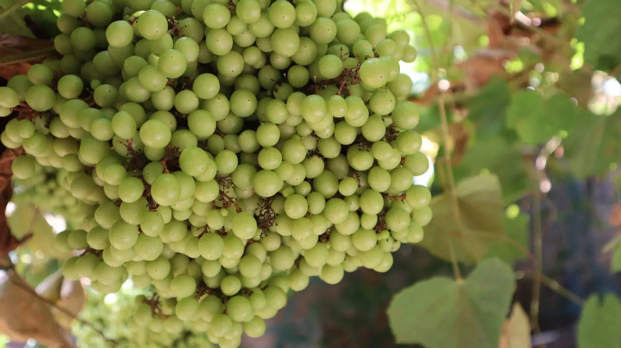 Cambodian grapes and millet muesli