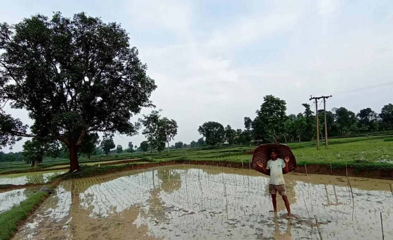 Farmer Rajkumar Choudhry at his organic paddy farm in Lotmara village in Balaghat district, Madhya Pradesh
