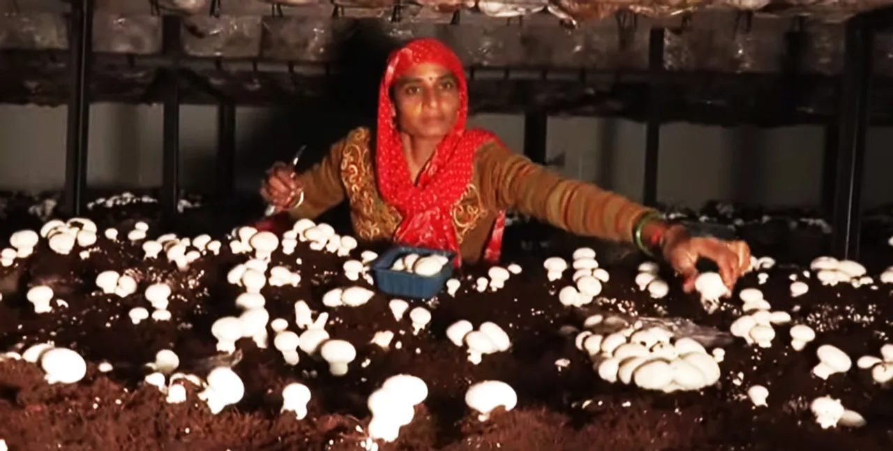 Mushroom millionaires and Sargasheshi