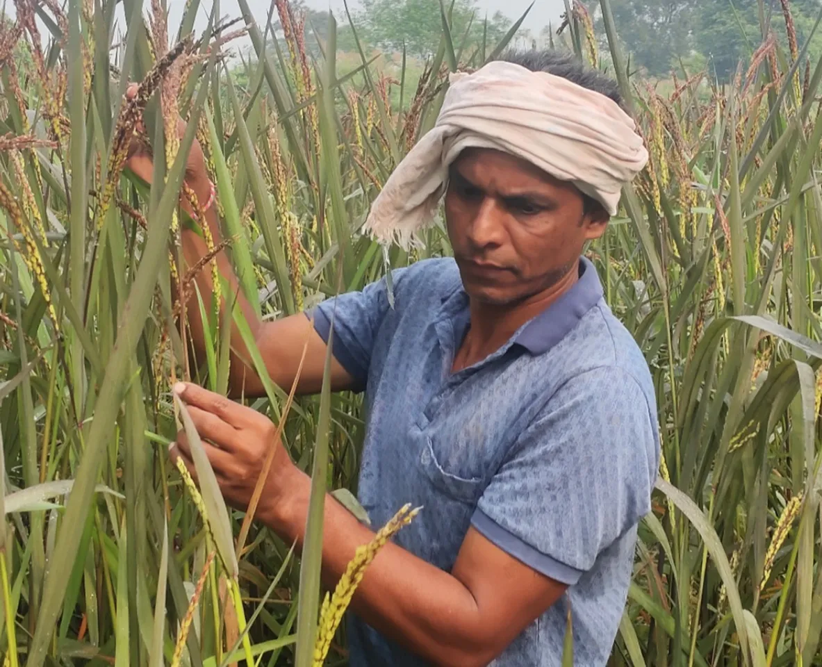Sudam Sahu on his farm where he is cultivating native paddy Kalabati   
