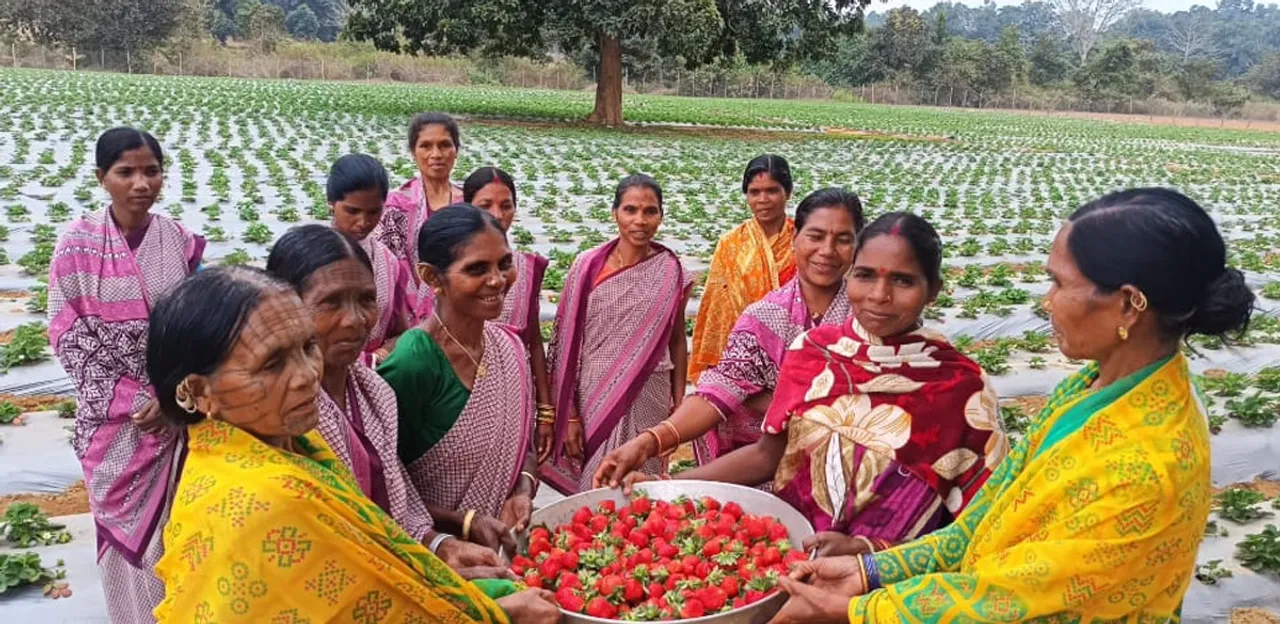 kandhamal strawberries