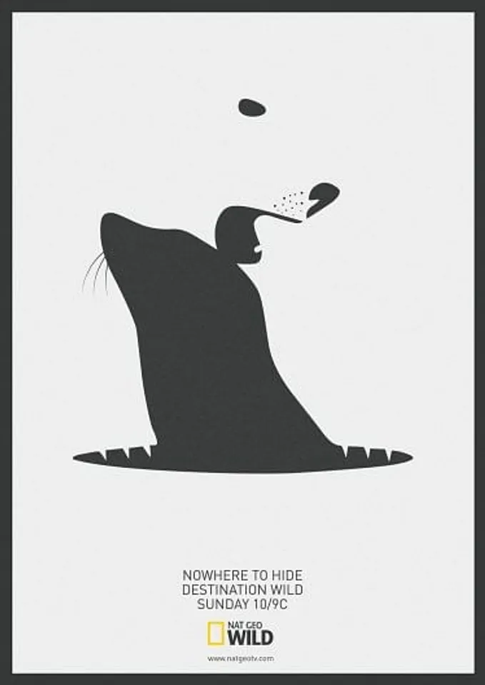 Polar Bear Vs Seal