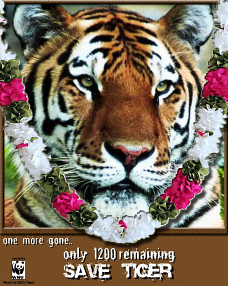Save Tiger
