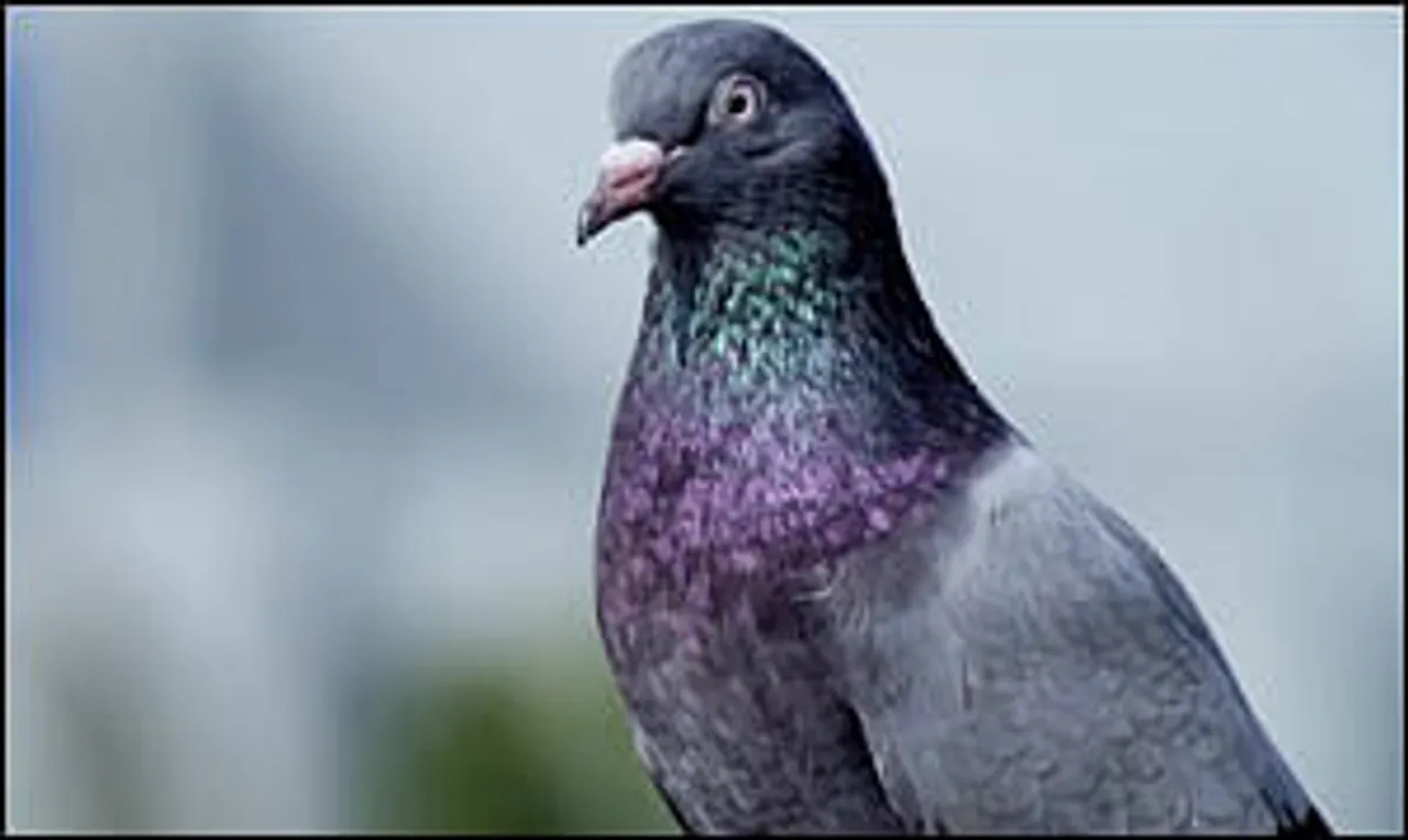 Godrej Aer: Dogs, Pigeons And Trees Persuade Humans