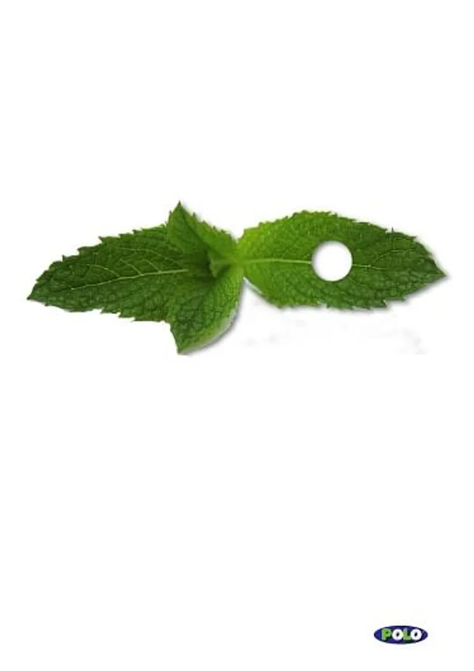 Polo Mint