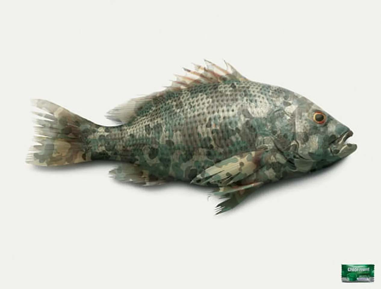 Fish