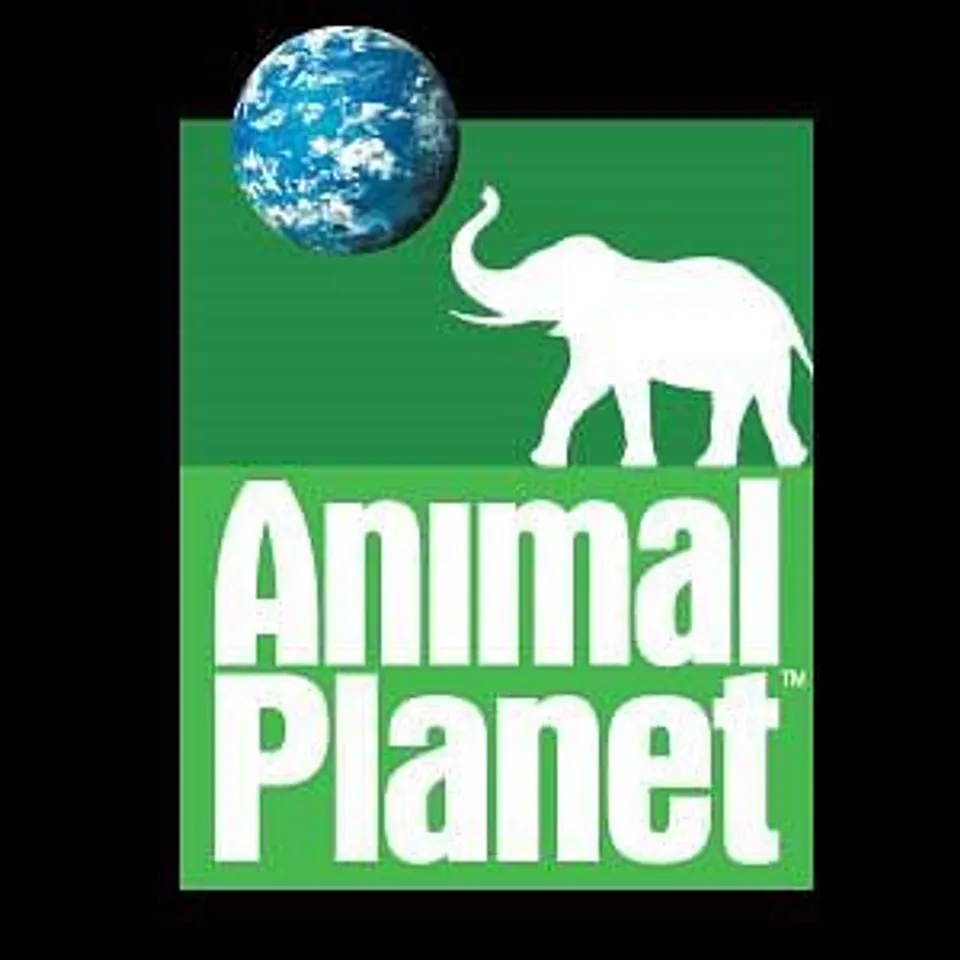 Animal Planet's theme-based time band strategy pays off