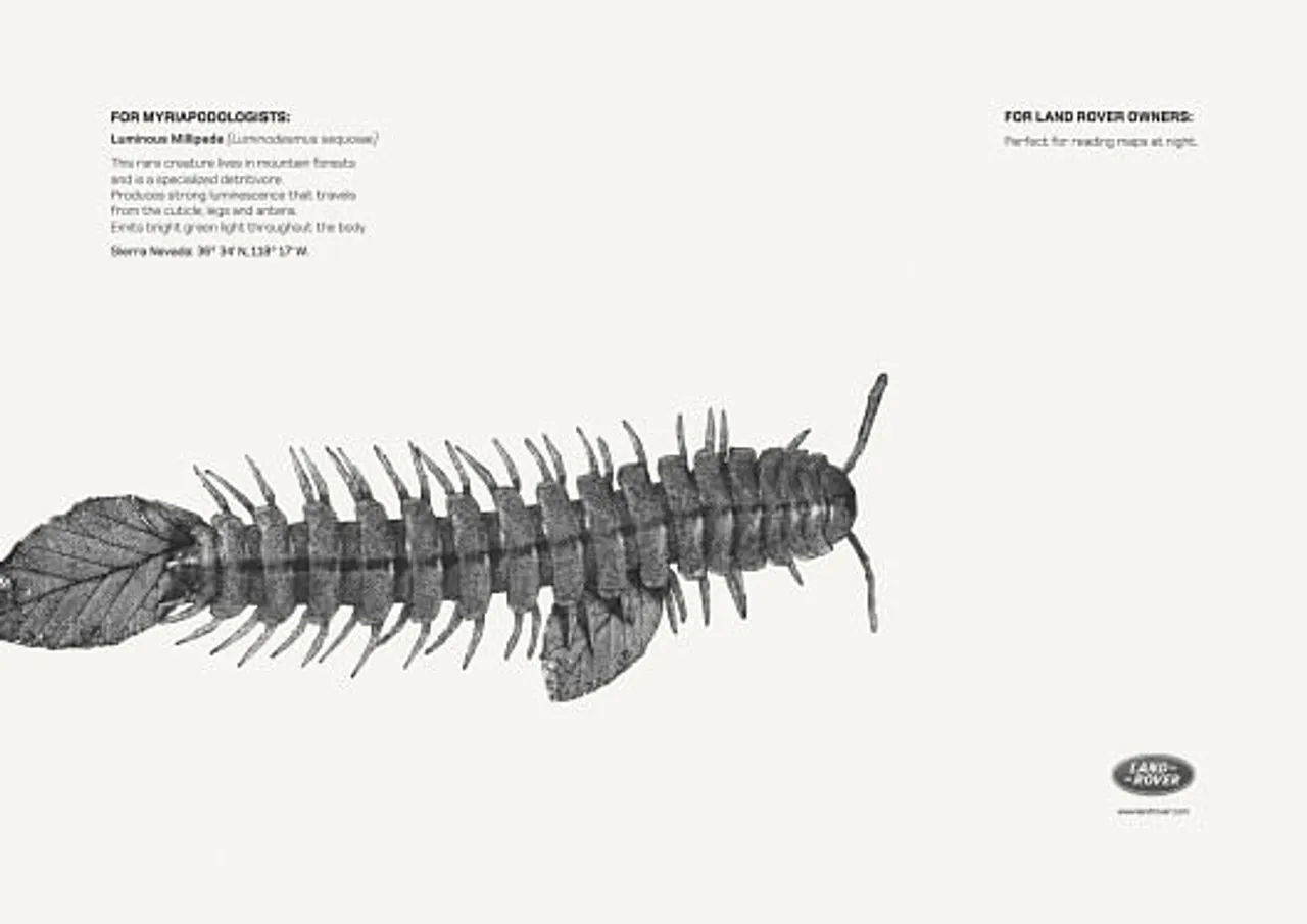 Luminous Millipede