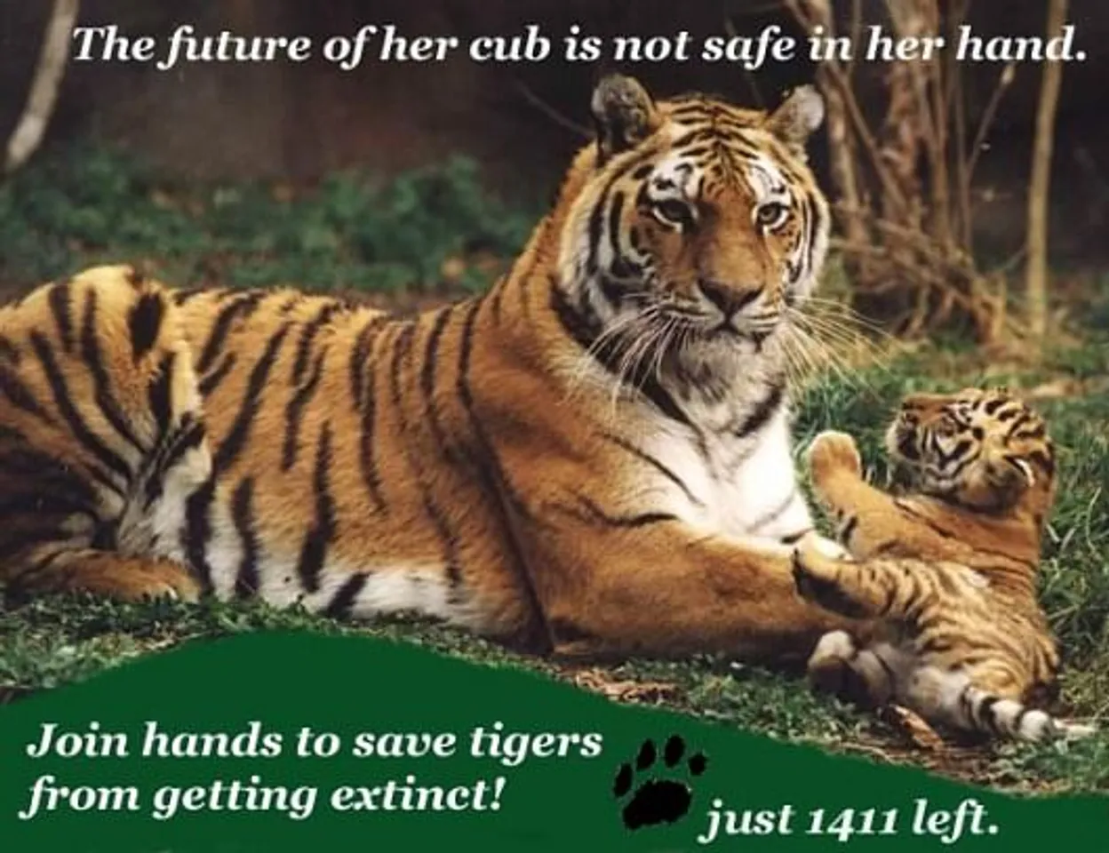 Save Tiger 