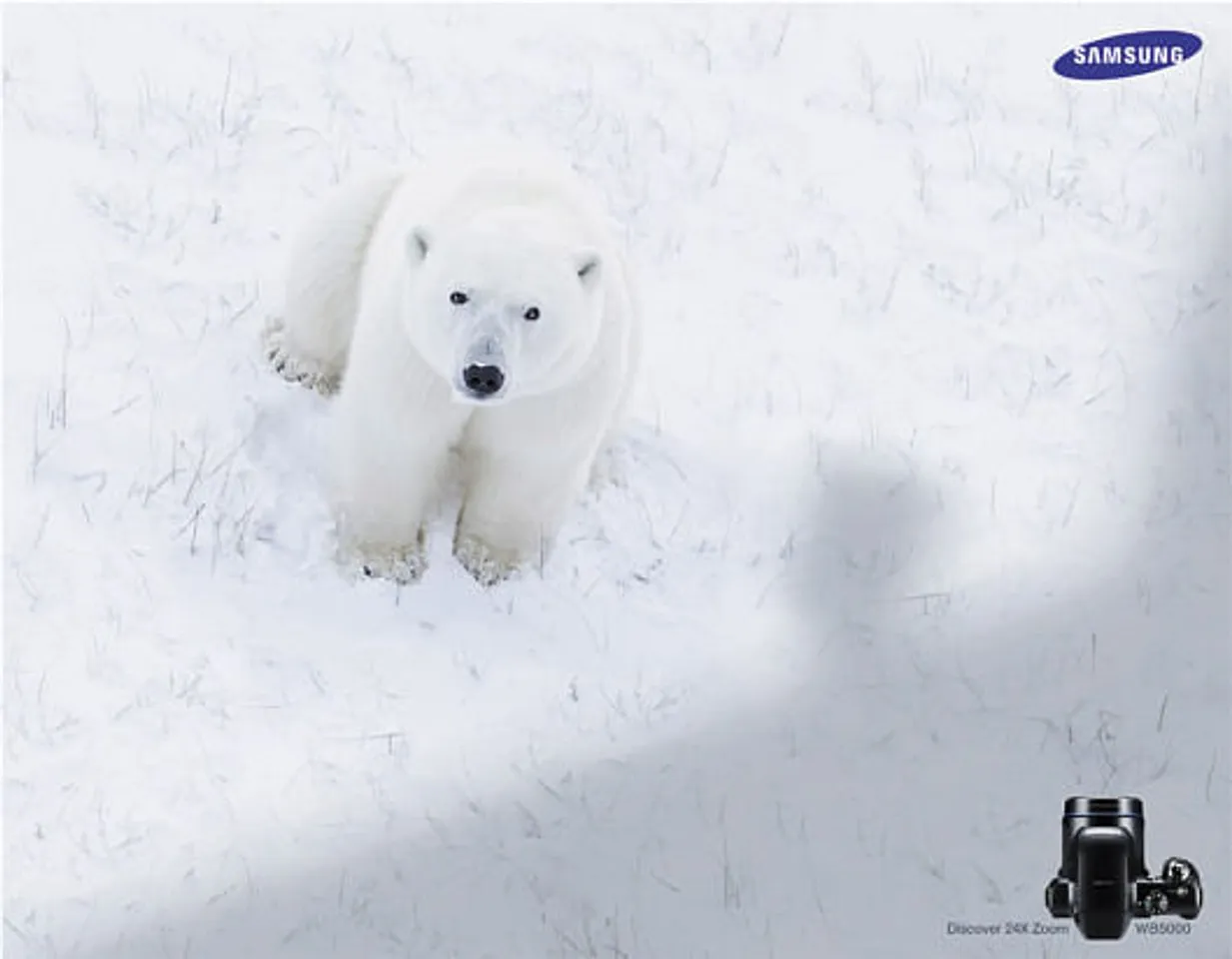 Polar Bear