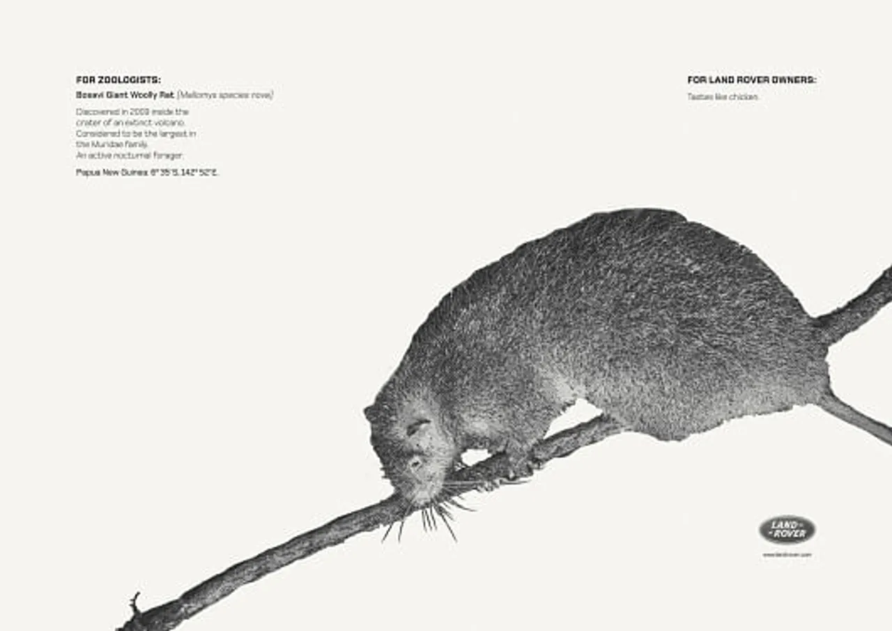 Bosavi Giant Wolly Rat