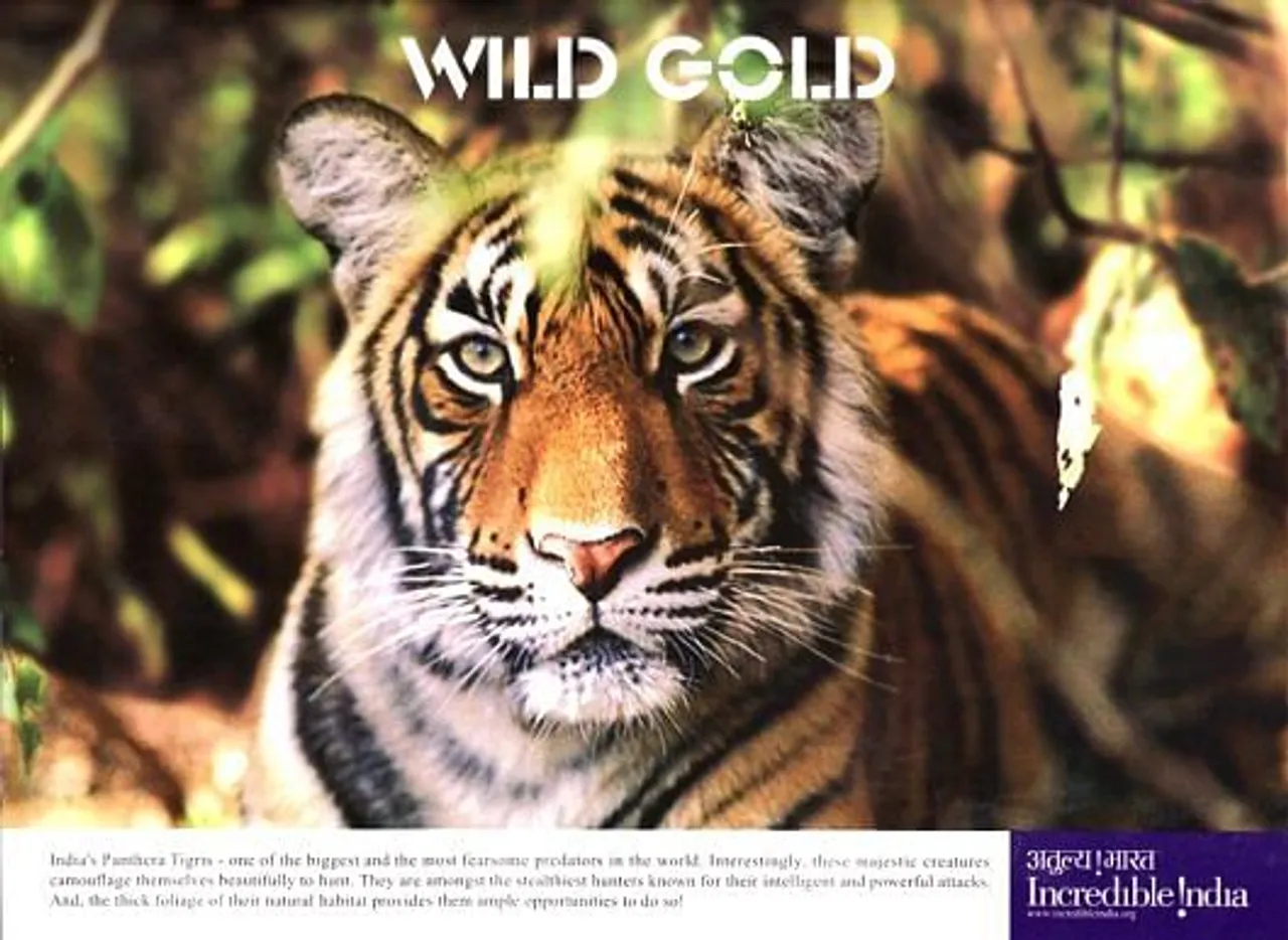 Wild Gold