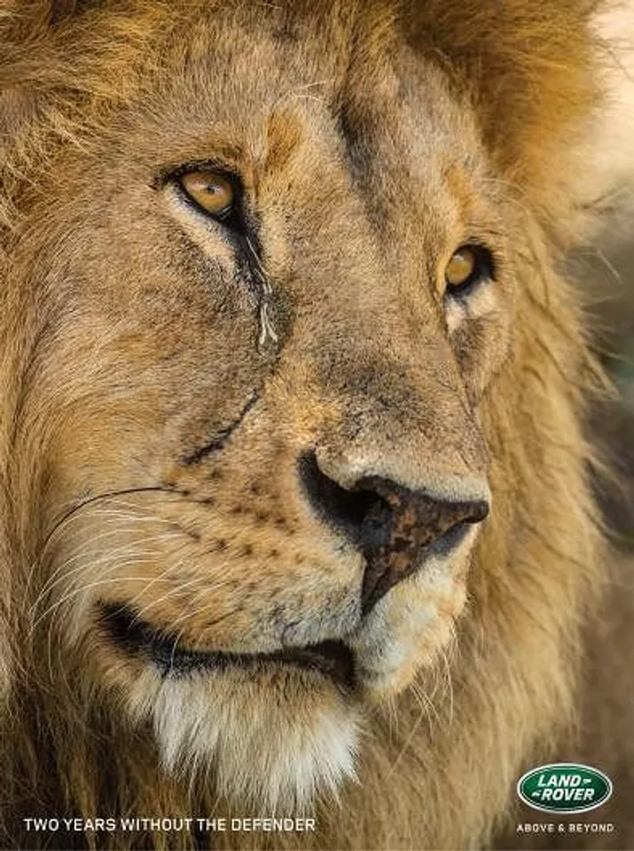 Lion
