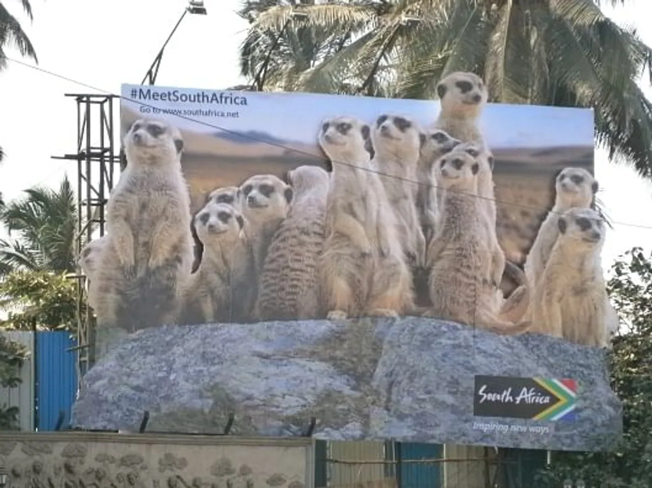 Meerkats at Juhu Beach