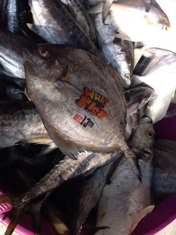 What the Fish