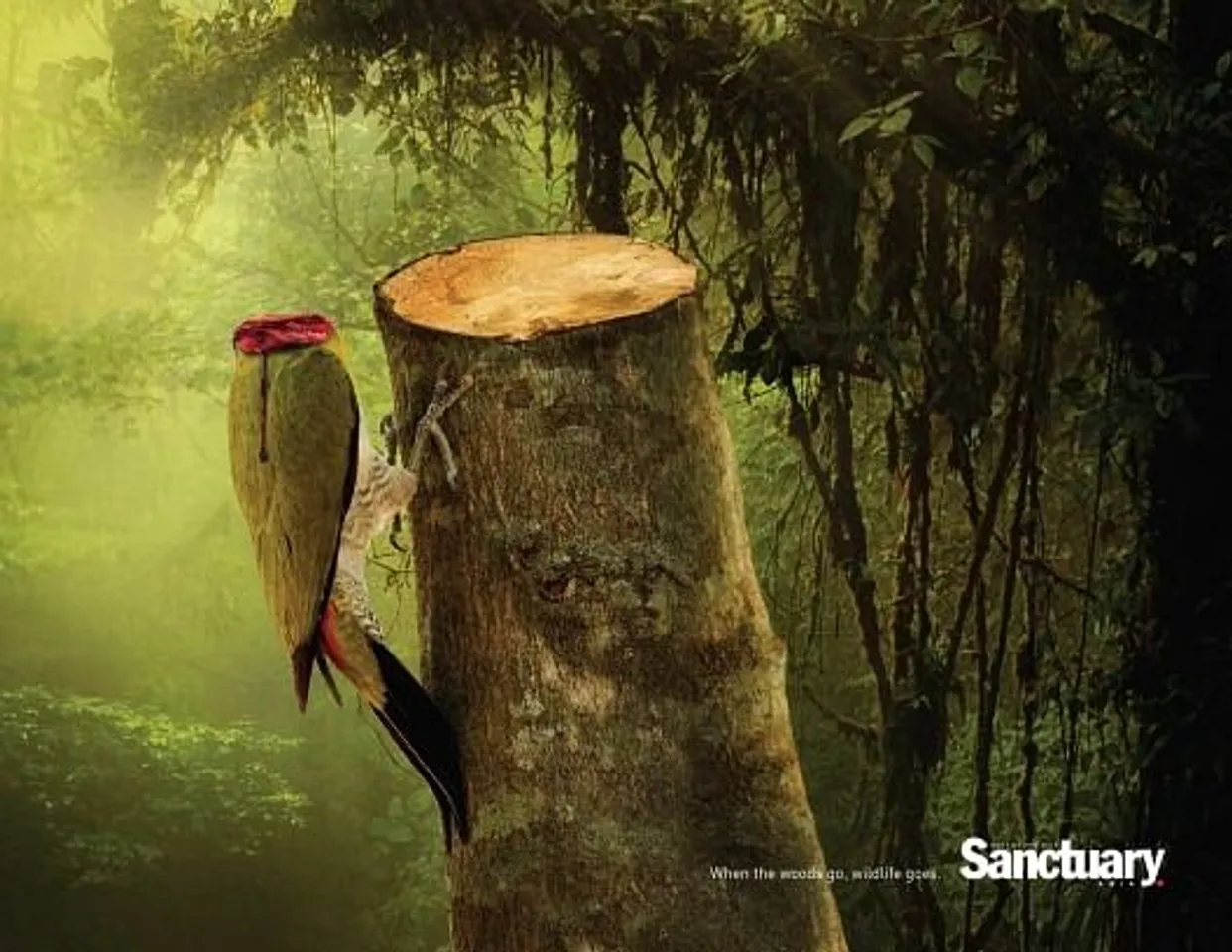 Woodpecker