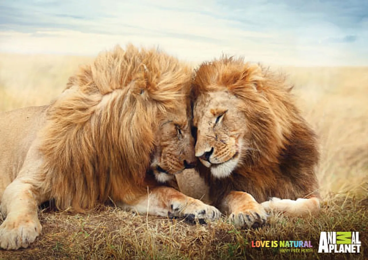 Love is natural - Lions