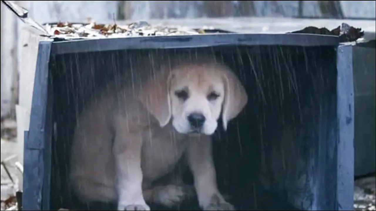 Viral Now: Budweiser's newest puppy story