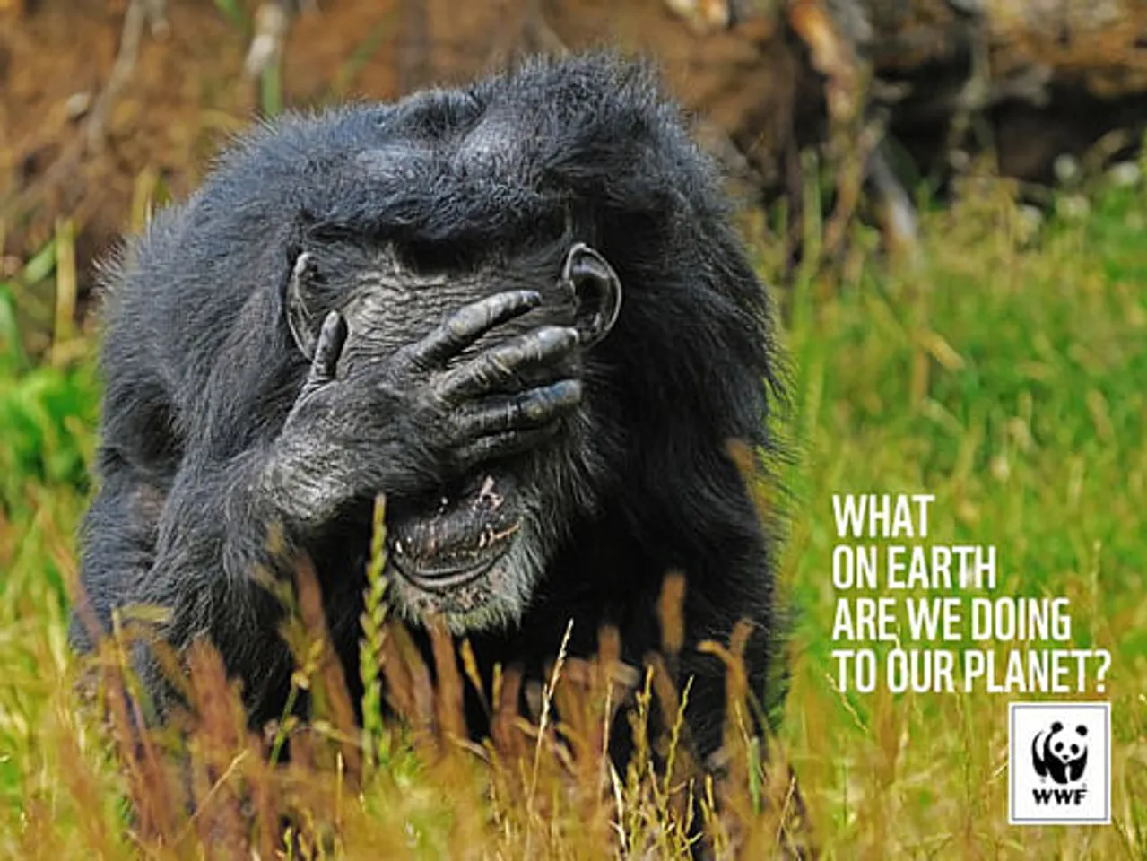 Chimpanzee