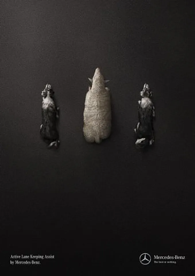 Sheep