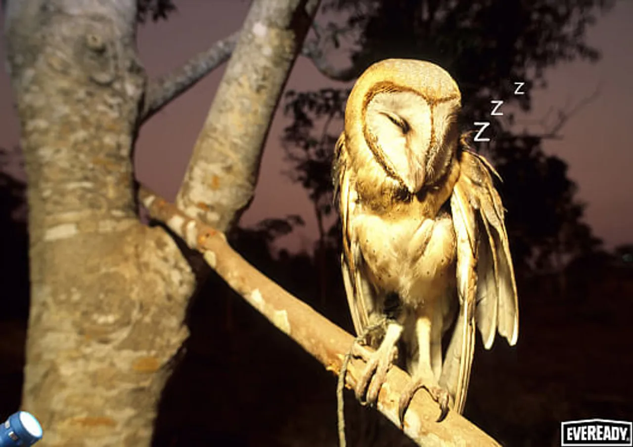 Owl