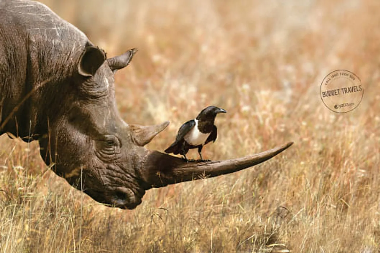 Rhino