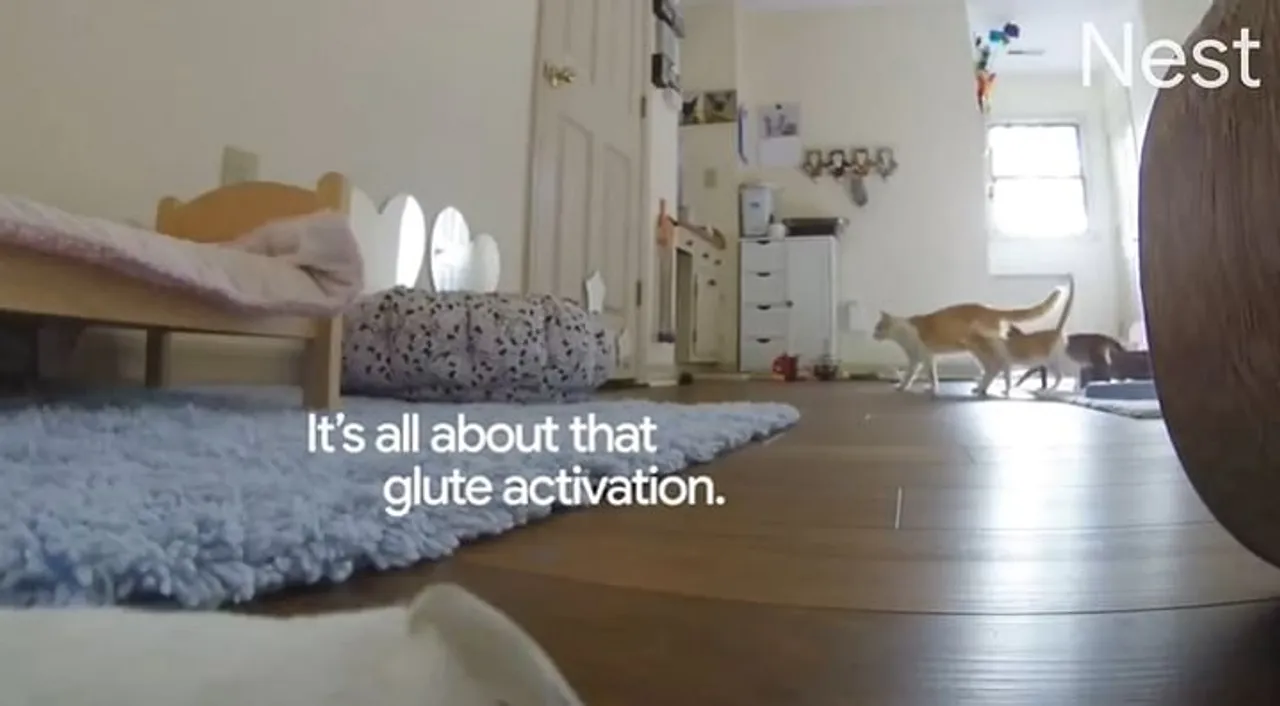 Google Nest Cam’s love affair with animals continues