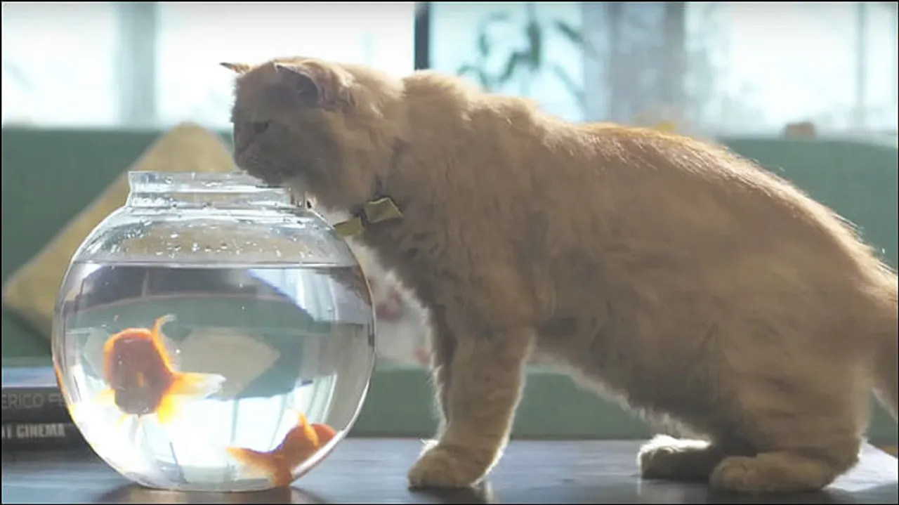 Urban Ladder indulges in 'pet' talk