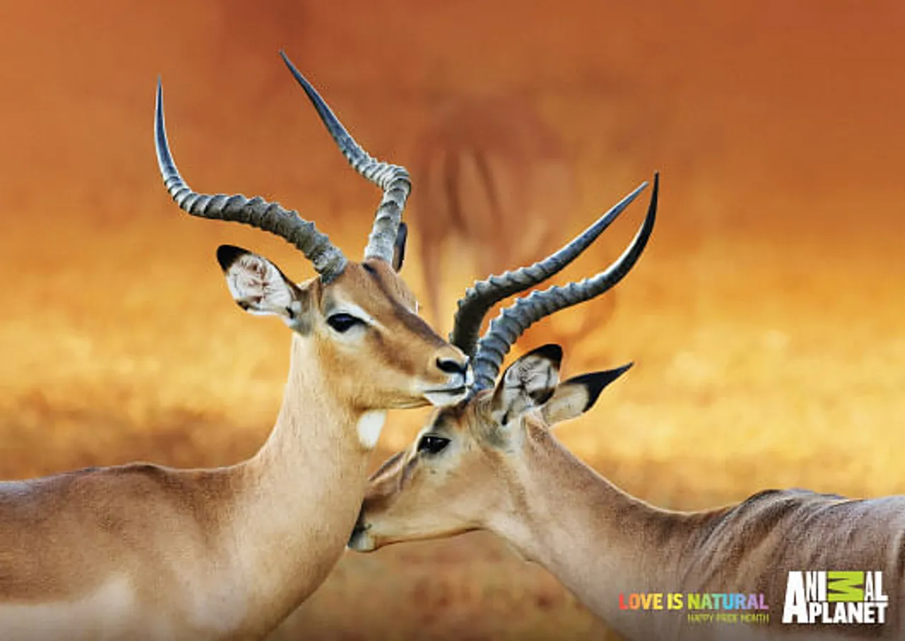 Love is natural - Deer