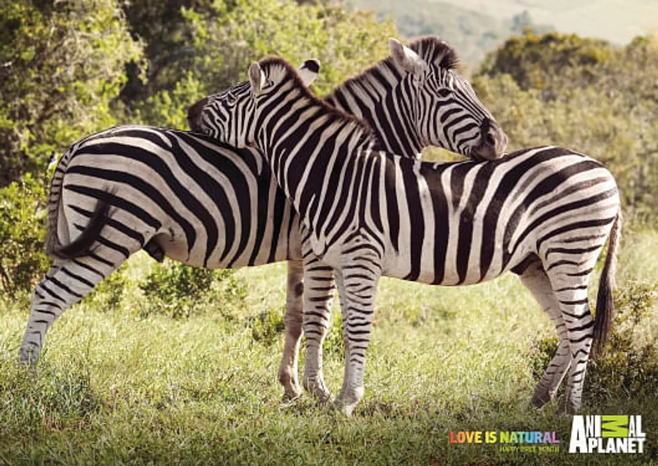 Love is natural - Zebras