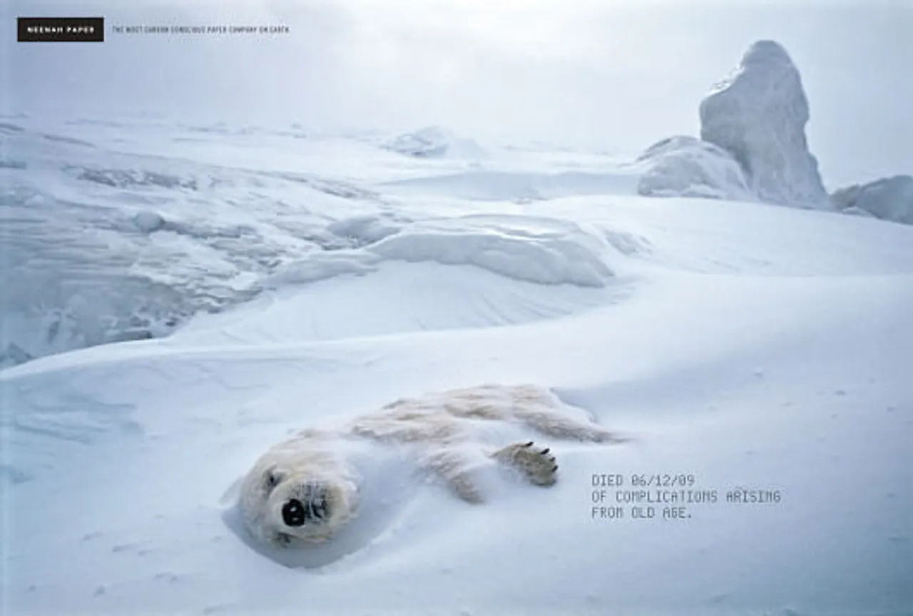 Polar Bear
