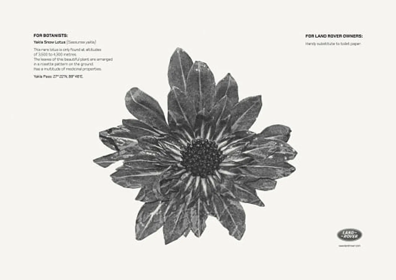 Snow Lotus