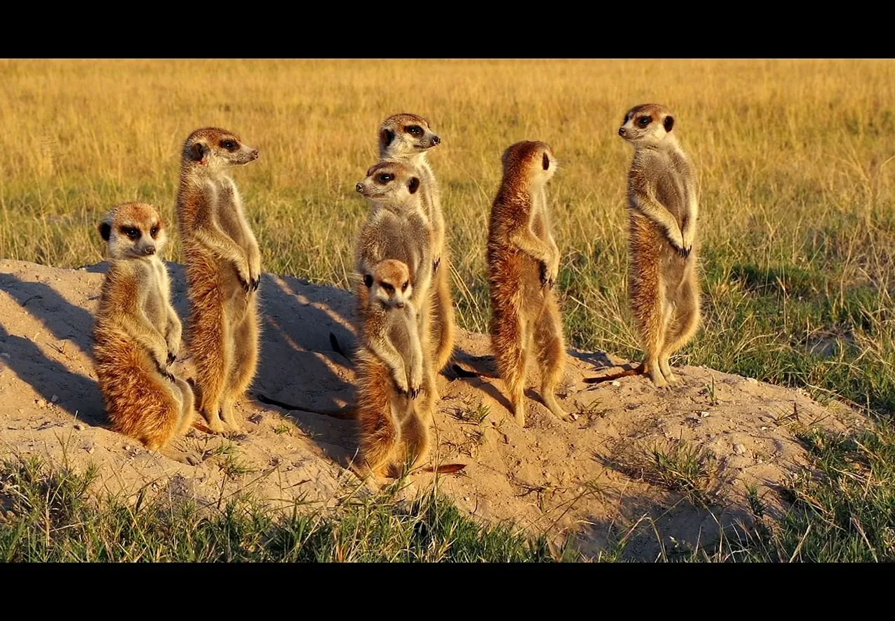 Using animals to add a clutter-breaking twist ..