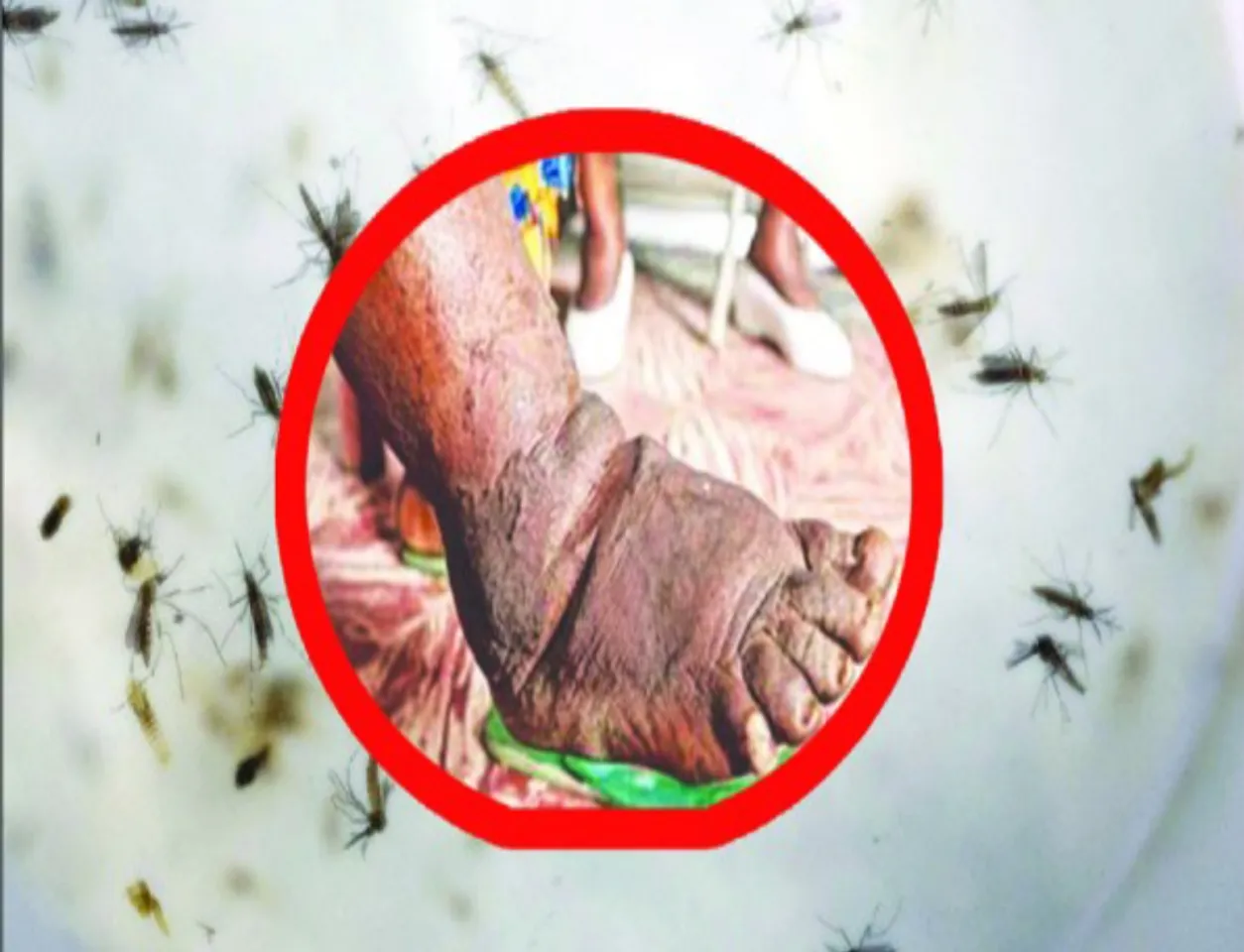 Mosquito