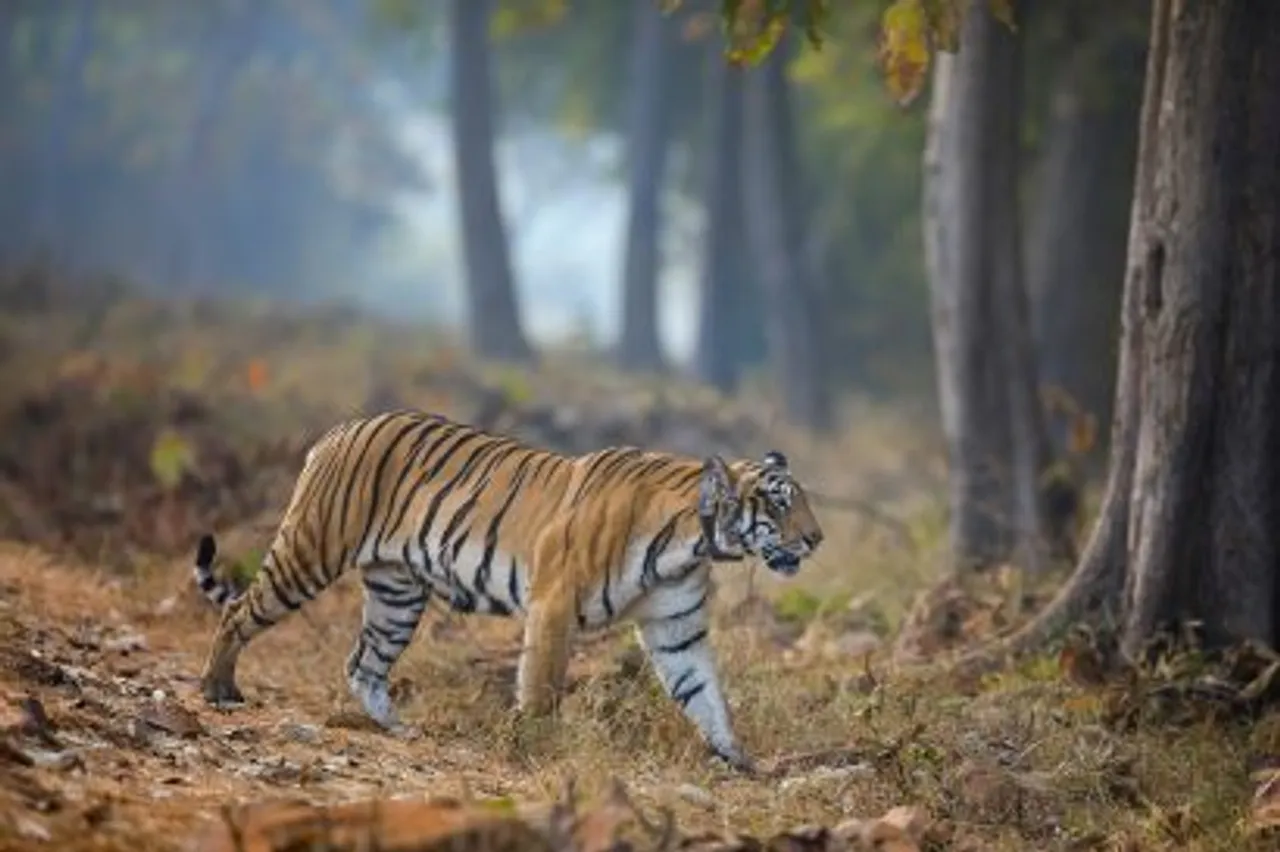 wildlife-conservation-efforts-in-india-410x273